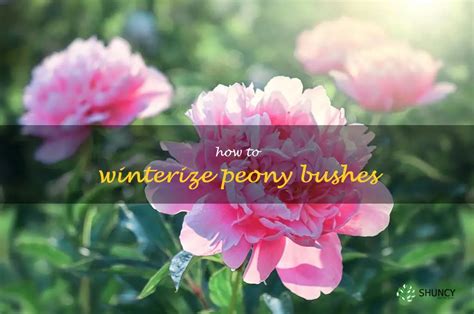 How To Winterize Peony Bushes How to Prepare Peonies for Winter (Easy Care Guide) - Gardenisms
